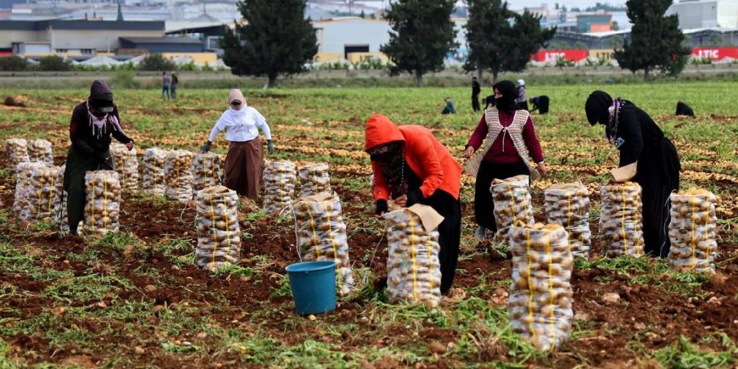Asgari ücretlinin yine cebi yanacak! Hasat başladı ama fiyatlar memnun etmedi: Kilosu 24 liradan satılacak 4